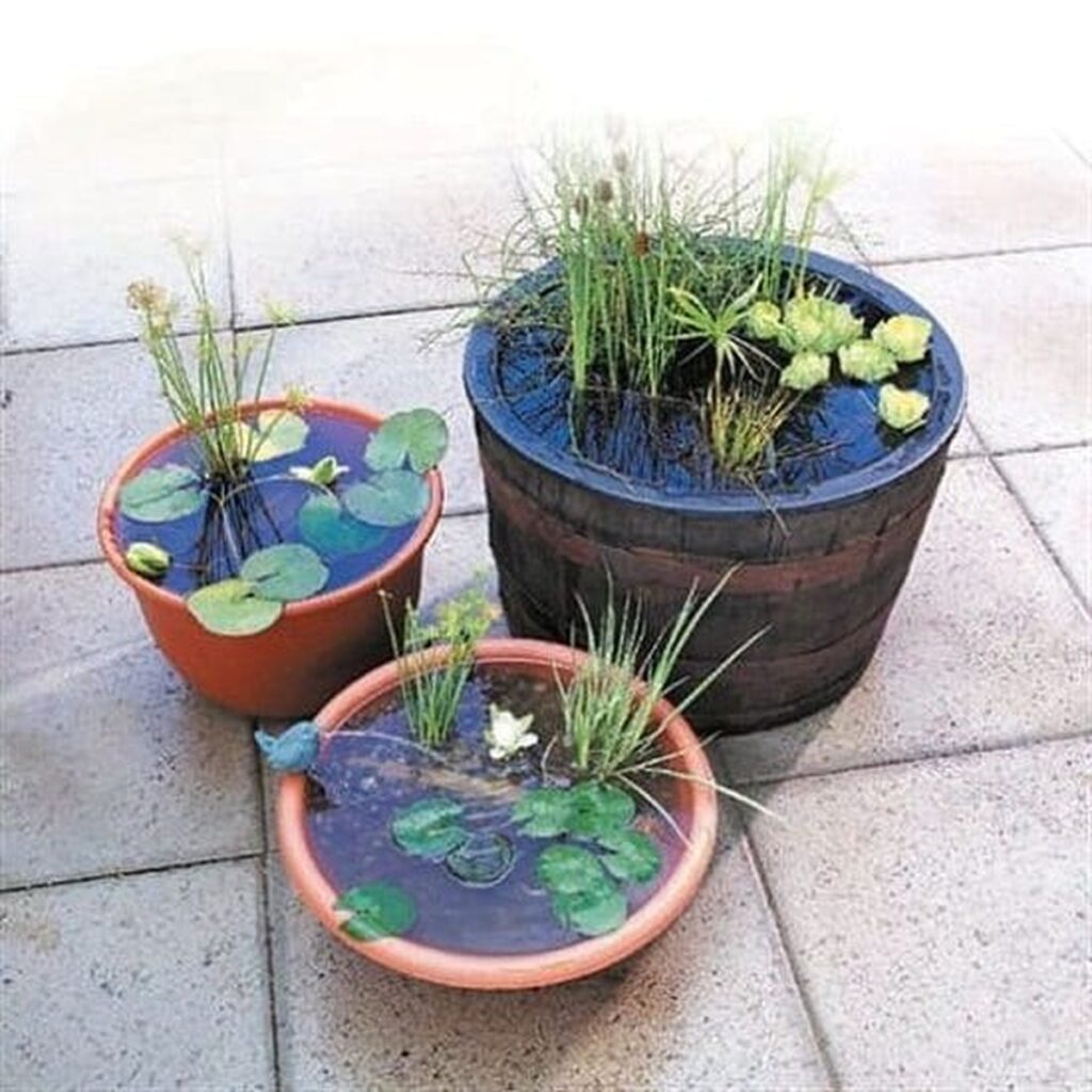 24 Easy DIY Container Water Garden Ideas to Try - Aquatic Container Garden Design