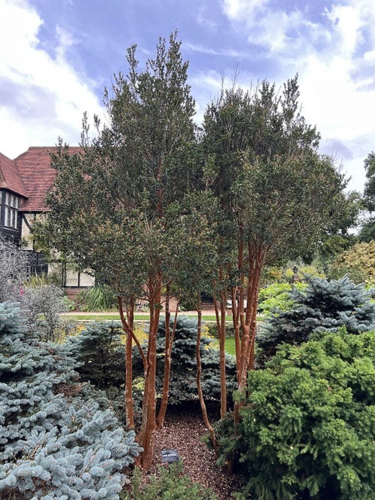 40 Enchanting Trees that Start With T to Explore