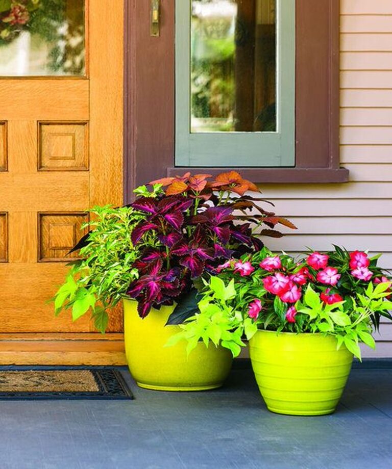 21-beautiful-outdoor-plants-for-patio-and-porch-that-wow-guests