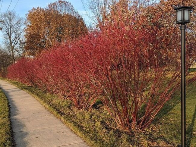 Red Osier Dogwood