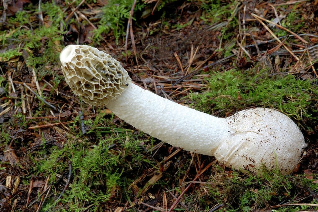 8 Fascinating Mushrooms that Look Like a Penis - Nature's Cheeky Designs