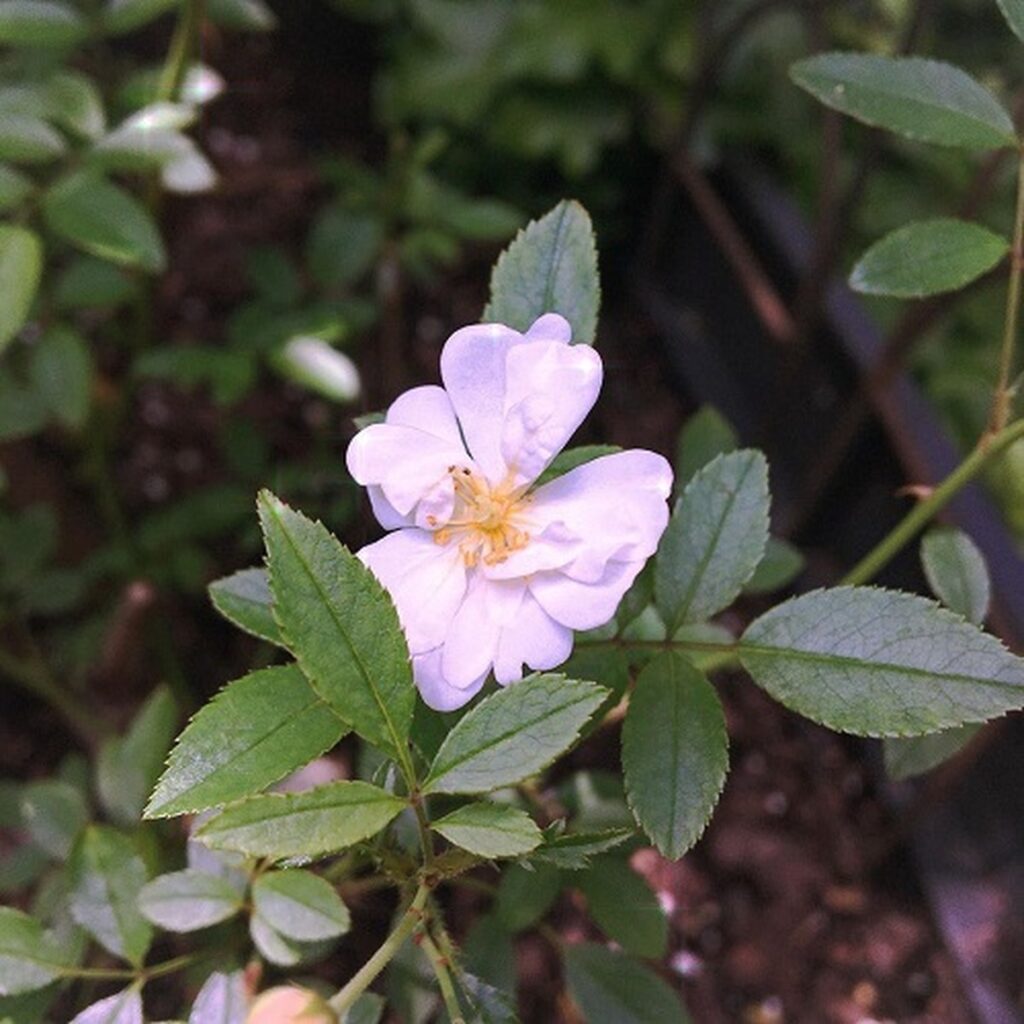 12 Adorable Smallest Rose Varieties for Containers to Know