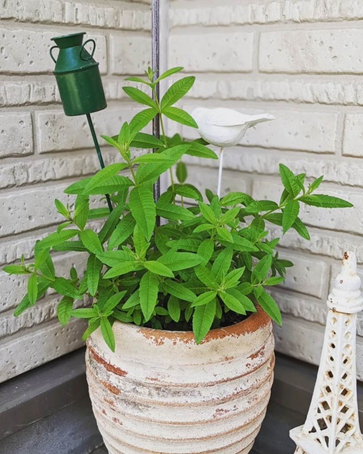 13 Vibrant Tropical Evergreen Shrubs for Your Garden Oasis