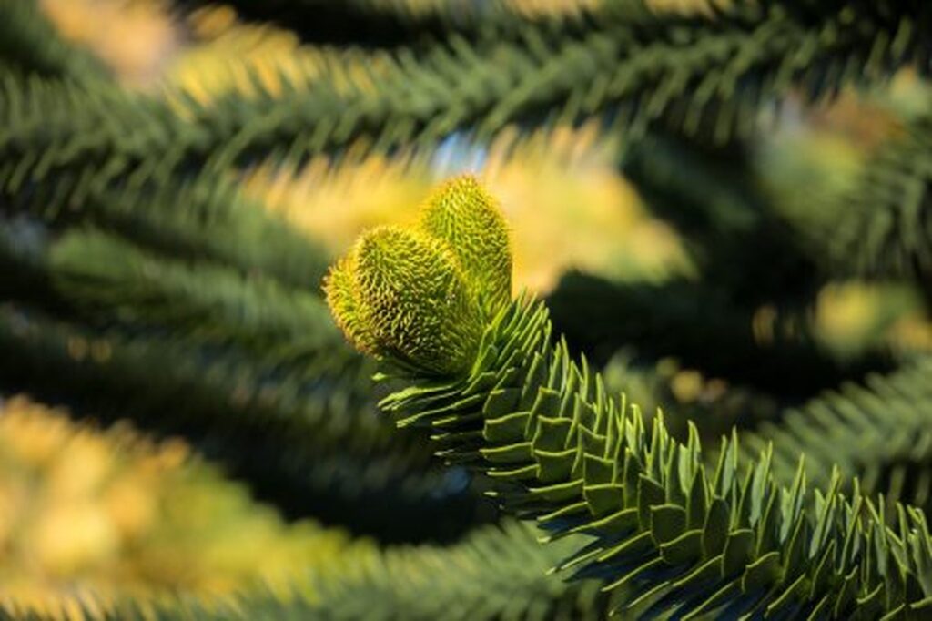 6 Bizarre Trees that Look Like Penises - Nature's Naughty Surprise