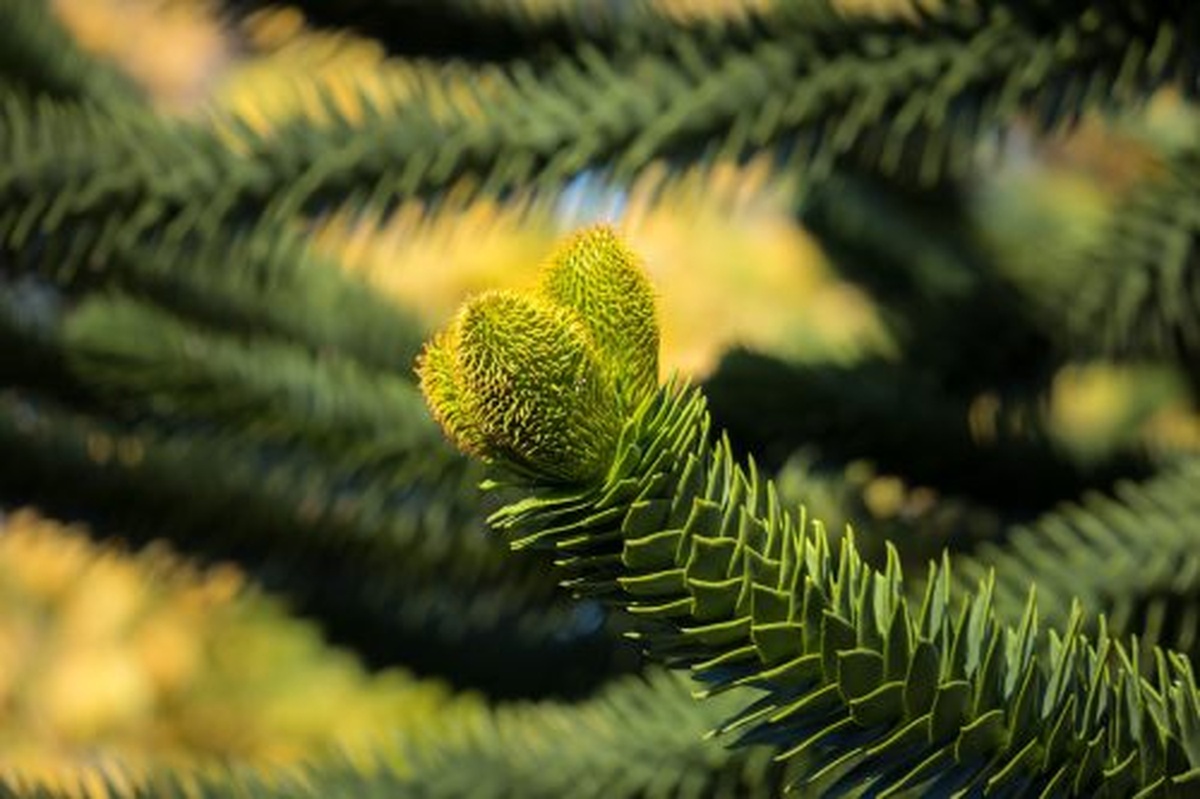 6 Bizarre Trees that Look Like Penises - Nature's Naughty Surprise