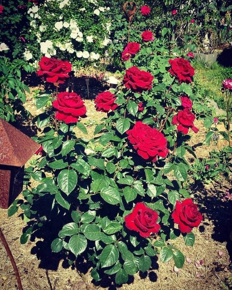 Black Rose main image 1