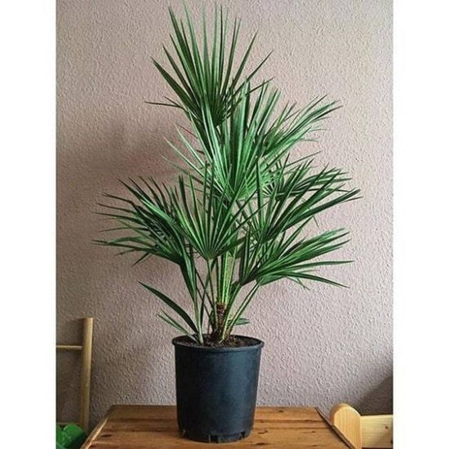 European Fan Palm