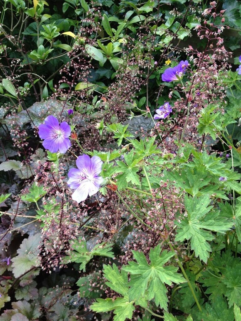 17 Perfect Coral Bells Companion Plants for Breathtaking Gardens
